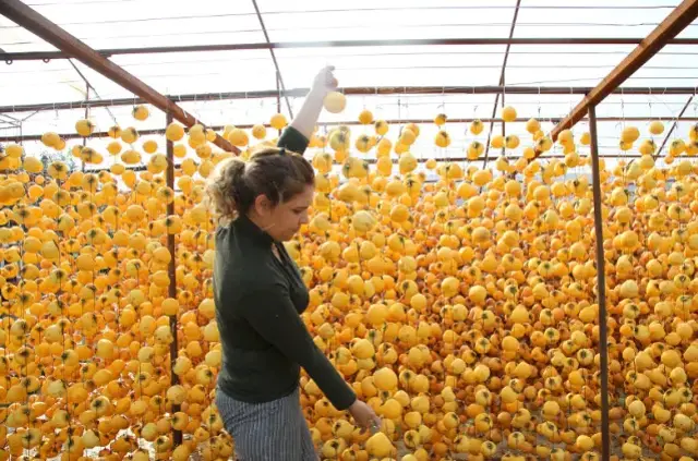 Bah&ccedil;eden toplayıp sobada 2 ay kuruttuktan sonra kilosunu 600 liraya satıyorlar